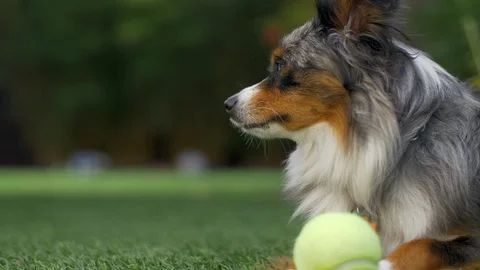 Training My Australian Shepherd Stock Footage 102930084