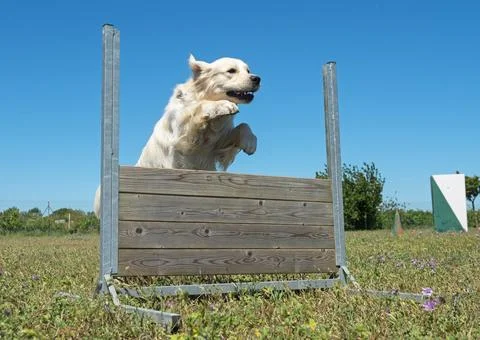 Training of obedience Foto stock