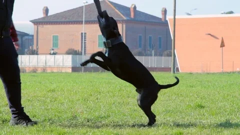 Training of Pit Bull for fighting Stock Footage 71503846
