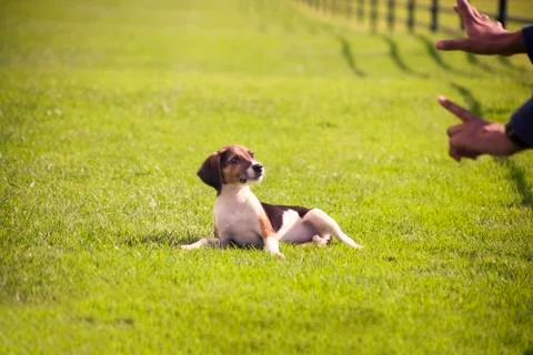 Training a puppy Stock Photos