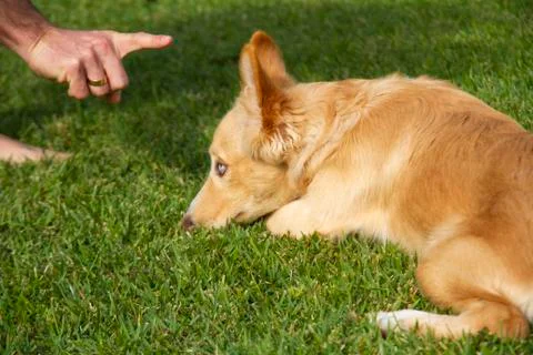Training a puppy Stock Photos