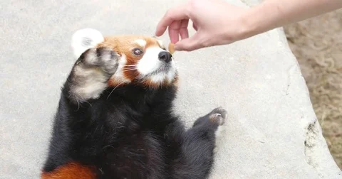 Training of red panda Video stock 83411509
