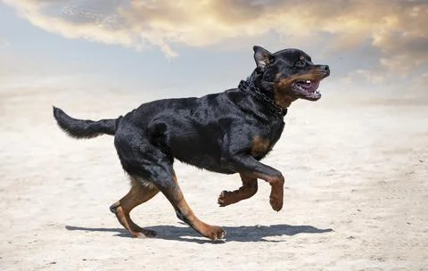 Training of rottweiler Stock Photos