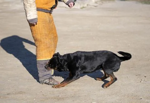Training of rottweiler Stock Photos