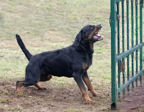 Training of rottweiler Stock Photos