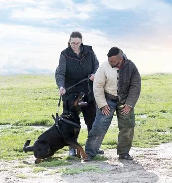 Training of rottweiler Foto stock