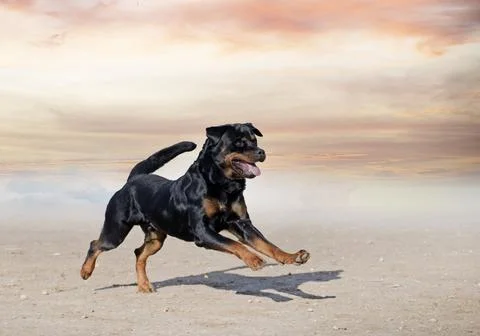 Training of rottweiler Stock Photos