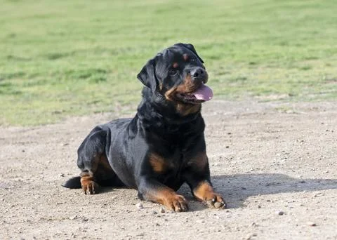 Training of rottweiler Stock Photos