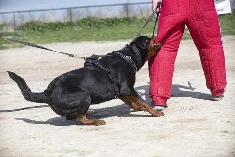 Training of rottweiler Stock Photos