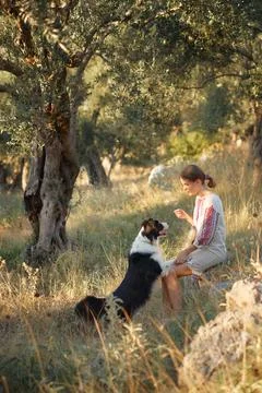 Training session with Border Collie Stock Photos