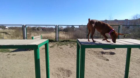 Training your pet to jump over an obstacle on the street. Stock Footage 127787810