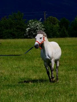 Trainng of mare Stock Photos