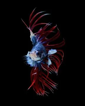 Trairong Crowntails Stock Photos