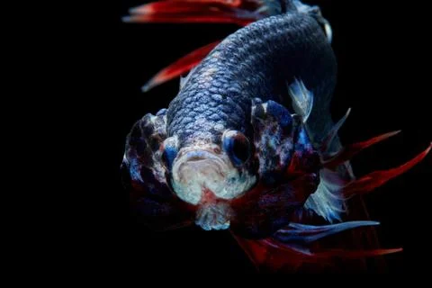 Trairong Crowntails Stock Photos