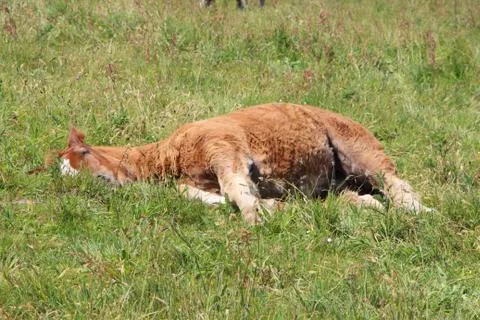 Trait Breton foal lying down in a field in Brittany Stock Photos