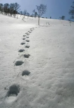 Trajectory of the bear route on the spring Kamchatka snow on sunny day. Stock Photos