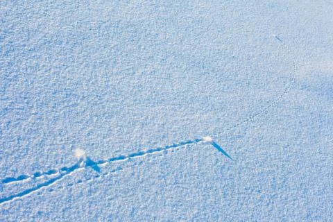 Trajectory lines on snow surface Stock Photos