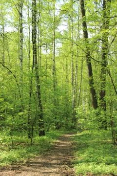 Trak in a green forest Stock-Fotos