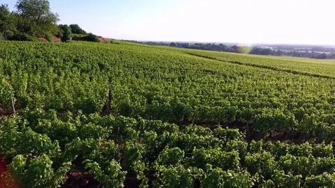 Traking shot at left to right on vines Stock Footage 74467091