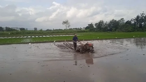 Traktor bajak sawah Stock Footage 205912598