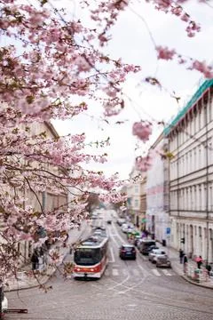 Tram with blooming trees Petrin Stock Photos