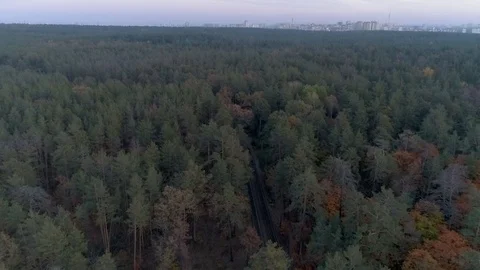 Tram in the forest, aerial view Video stock 87410757