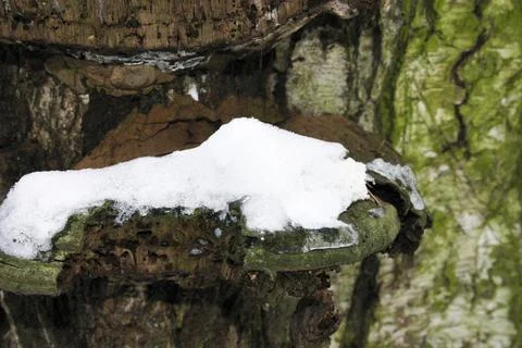 Trametes versicolor growing on a tree trunk in the forest Stock Photos