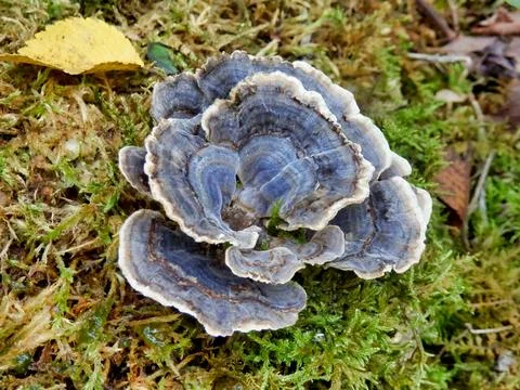 Trametes versicolor. Stock Photos