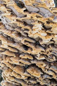 Trametes versicolor on a tree Stock Photos