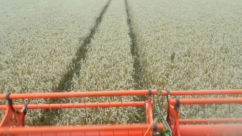 Tramlines in Wheat Harvesting Stock Footage 114885887