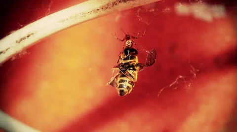 The tramp of a spider to a bee Stock Footage 62523778