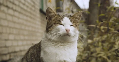 Tramp yard cat Stock Footage 143325012