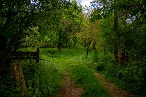 Trampel path with barrier into a forest Stock Photos