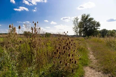 Trample path in the wilderness with dry thistle at the edge Stock Photos