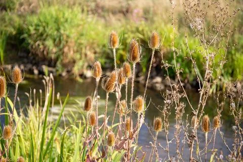 Trample path in the wilderness with dry thistle at the edge Stock Photos