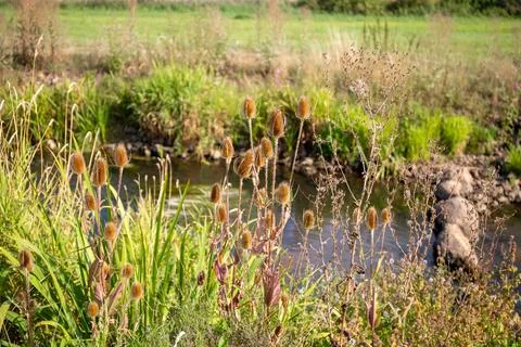 Trample path in the wilderness with dry thistle at the edge Stock Photos
