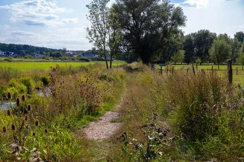 Trample path in the wilderness with dry thistle at the edge Stock Photos