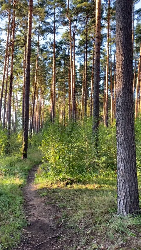 A trampled path in the forest among trees and bushes. Vertical video Stock Footage 282182189