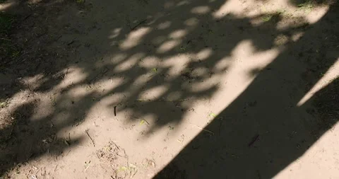 A trampled path in the park with green grass along the roadsides and shadows Video stock 328450645