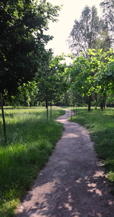 A trampled path in a park with mixed deciduous trees with green foliage, a path Video stock 317672337