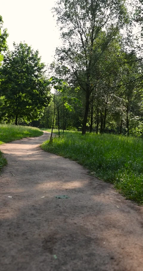 A trampled path in a park with mixed deciduous trees with green foliage, a path Video stock 318208699