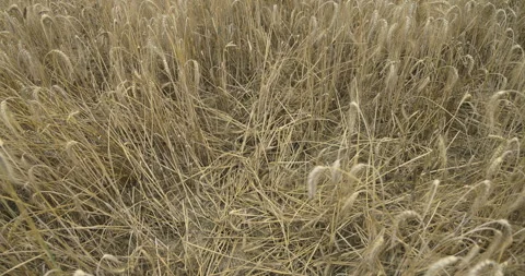 Trampled paths in the grain, 4K slomo Video stock 256359797