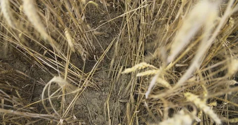 Trampled paths in the grain, 4K slomo Video stock 257348282