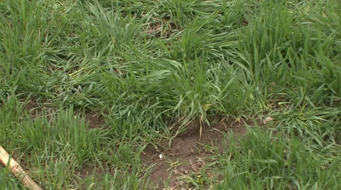 Trampled young wheat Stock Footage 36988149