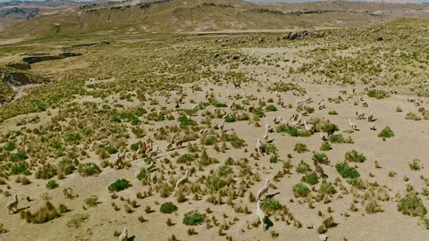 Trampling/running herd of Llamas, Alpacas and Sheep in Colca Canyon, Peru Stock Footage 115486855