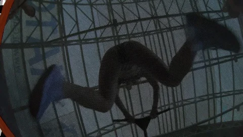 A trampoline indoors Stock Footage 129953961