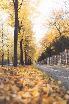 Trams trail a tree lined avenue ablaze with autumn hues in Prague, blending.. Fotos de archivo