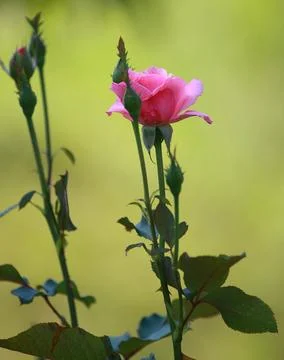 Trandafir Stock Photos