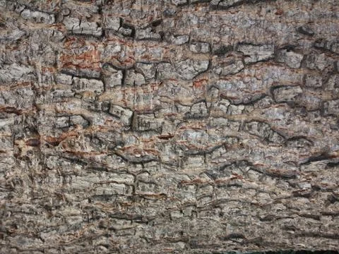 Trank tree bark Stock Photos