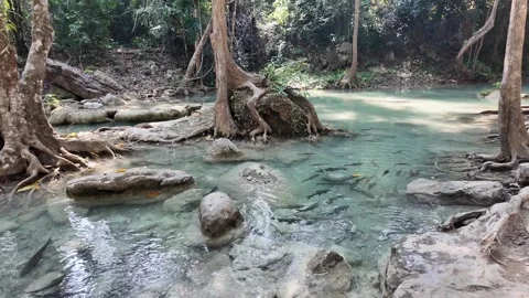 Tranquil 4K Lagoon with Pristine Waters and Native Fish in a Dense Jungle Stock Footage 302763169